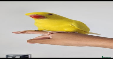 Budgerigars birds - Advert 11