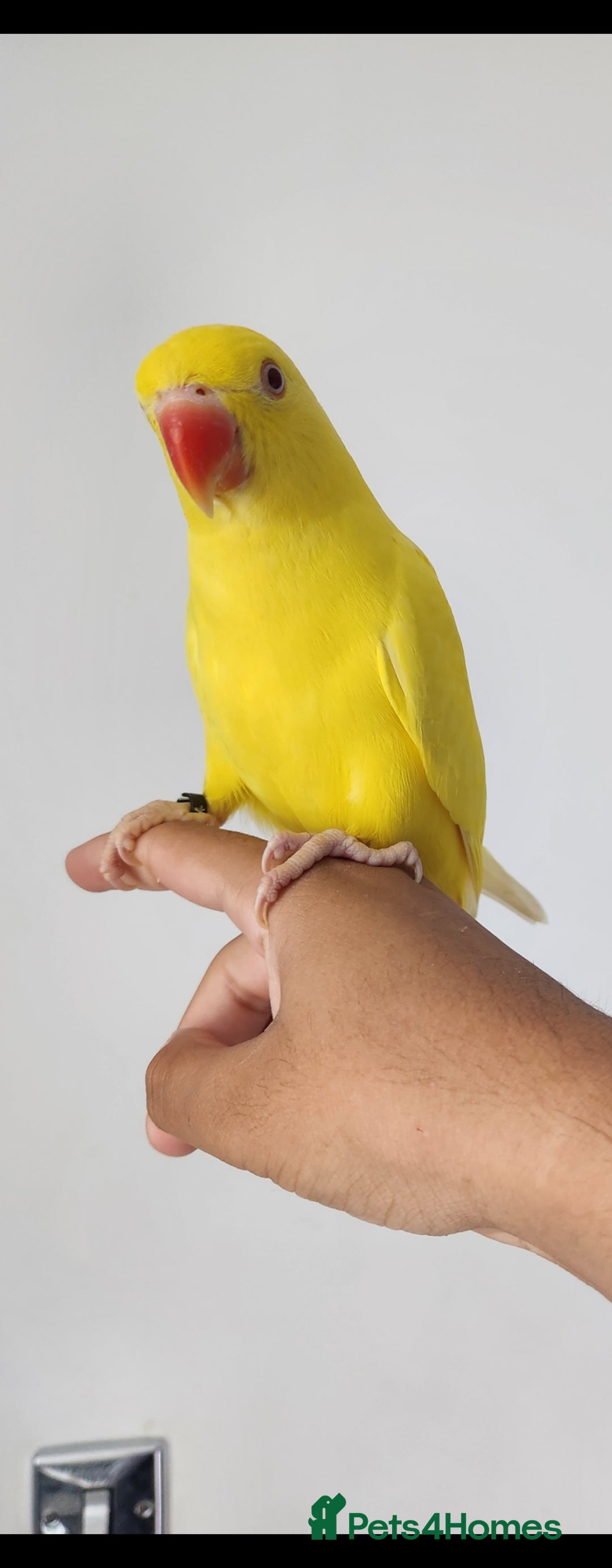Budgerigars birds for sale: Handreared super tame baby yellow ringneck parrot - Image 2