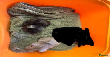Guinea Pig rodents - Advert 10