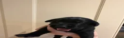 Labrador Retriever dogs for sale: Kc registered fully health tested Labrador puppies - Advert 4