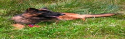 German Shepherd dogs for sale: Enzo  - Advert 3