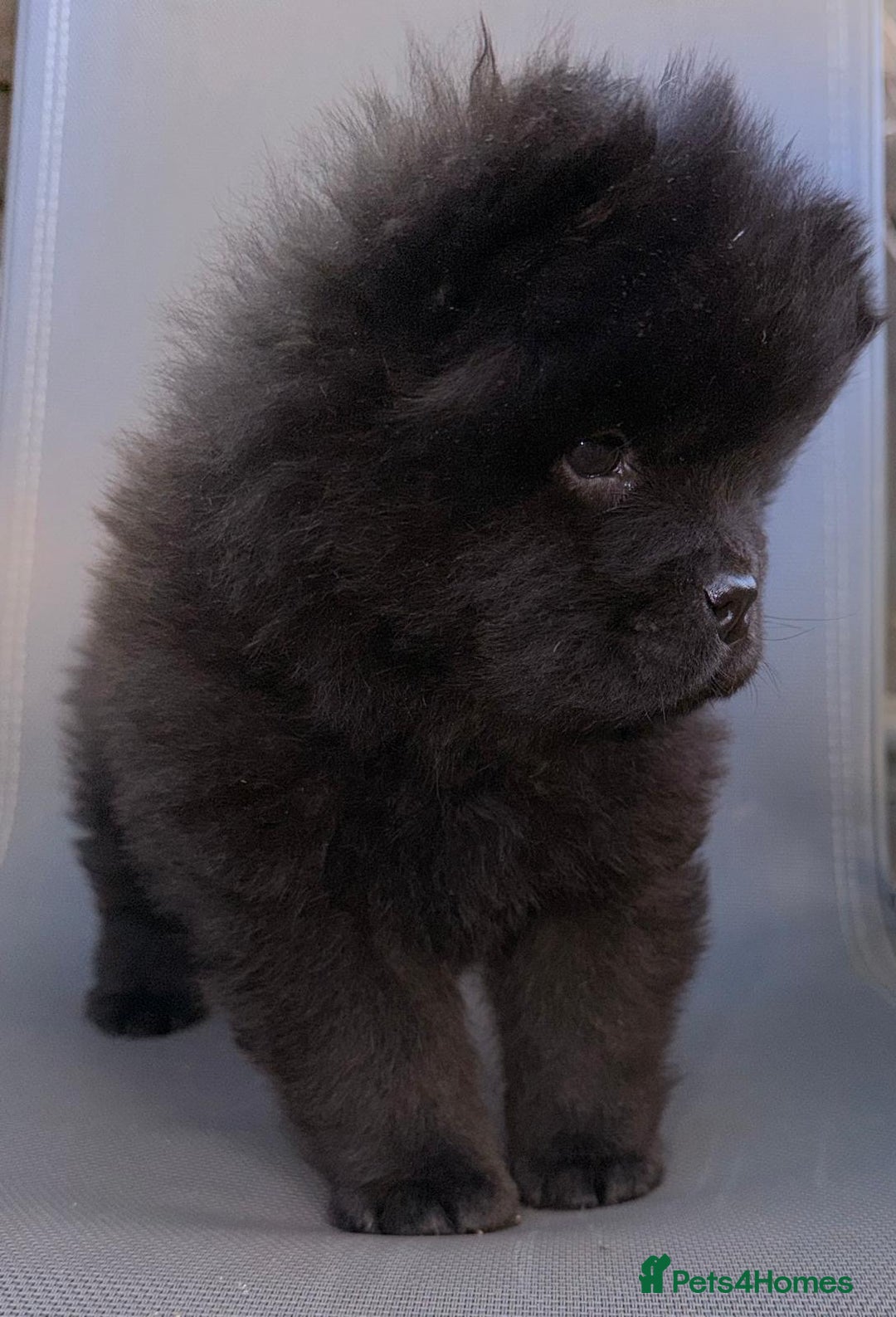 Chow Chow dogs for sale: Ready to go to their new homes.  - Advert 10