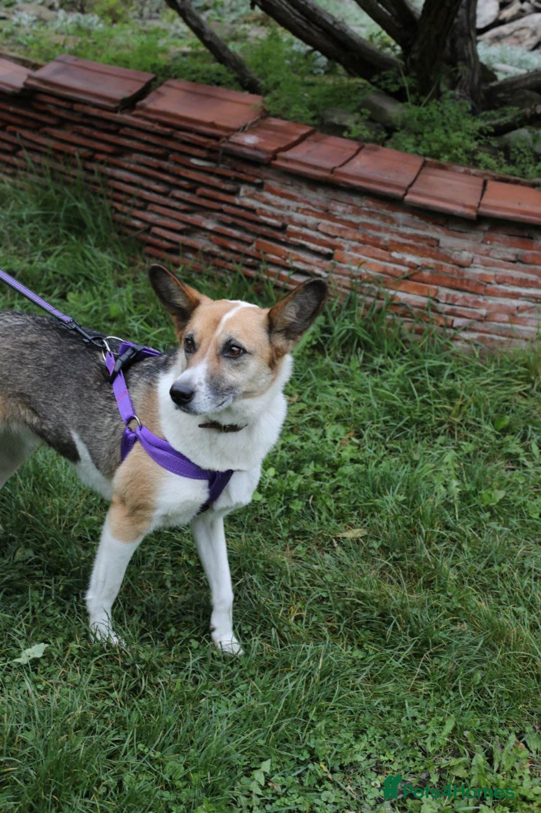 Mixed Breed dogs for adoption:  ❤️🐶Lanie 4-year-old girl with golden heart❤️🐶 - Advert 8