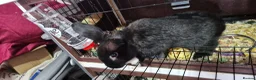 Mini Lion Lop rabbits for sale: Mini Lop Ear Cross Lionhead - URGENT HOME NEEDED - Advert 2