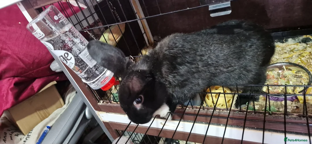 Mini Lion Lop rabbits for sale: Mini Lop Ear Cross Lionhead - URGENT HOME NEEDED - Advert 2