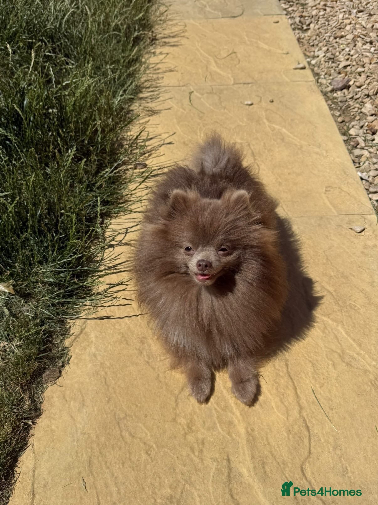 Pomeranian dogs Lilac Pomeranian family home wanted!! - Advert 15