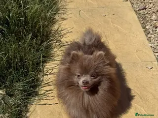 Pomeranian dogs Lilac Pomeranian family home wanted!! - Advert 15