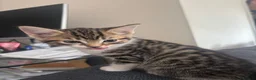 Mixed Breed cats for sale: 5 gorgeous kittens ready now!  - Advert 8