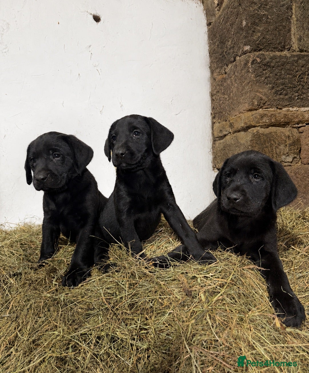 Labrador Retriever dogs Gorgeous Black family/Working Labrador Pups - Advert 1