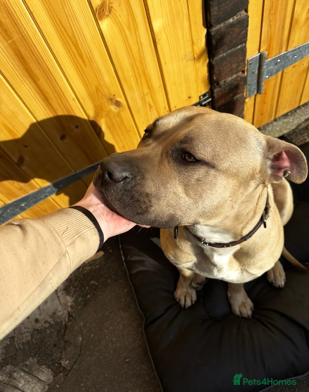 Mixed Breed dogs URGENT House Trained Staffy x Mastiff MaleRehoming in Alfreton - Advert 1