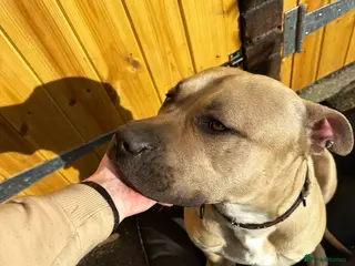 Mixed Breed dogs URGENT House Trained Staffy x Mastiff MaleRehoming in Alfreton - Advert 1