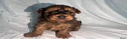 Yorkiepoo dogs for sale: Yorkiepoo Outstanding beautiful puppies - Advert 10