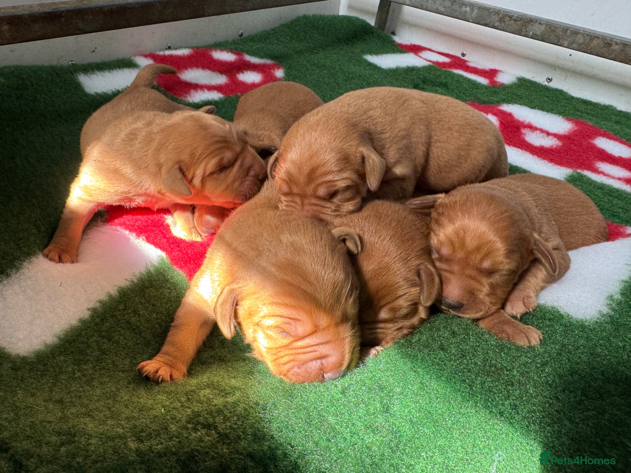 Labrador Retriever dogs for sale: KC litter of Fox Red Labradors  - Advert 10