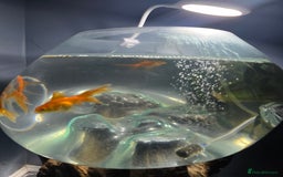 Fancy Goldfish fish for sale: Unique fish tank with stand - Image 4