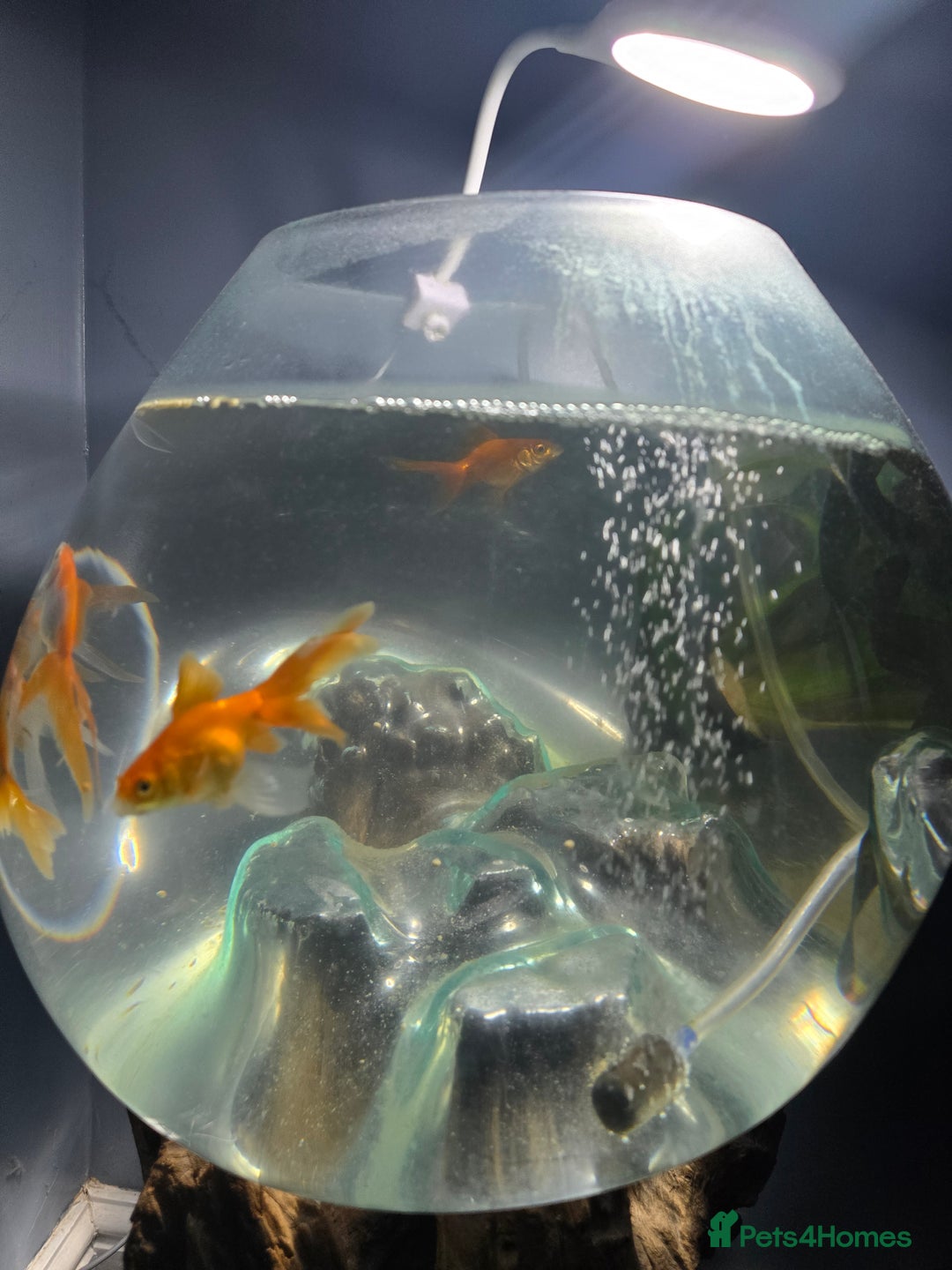Fancy Goldfish fish for sale: Unique fish tank with stand - Image 4