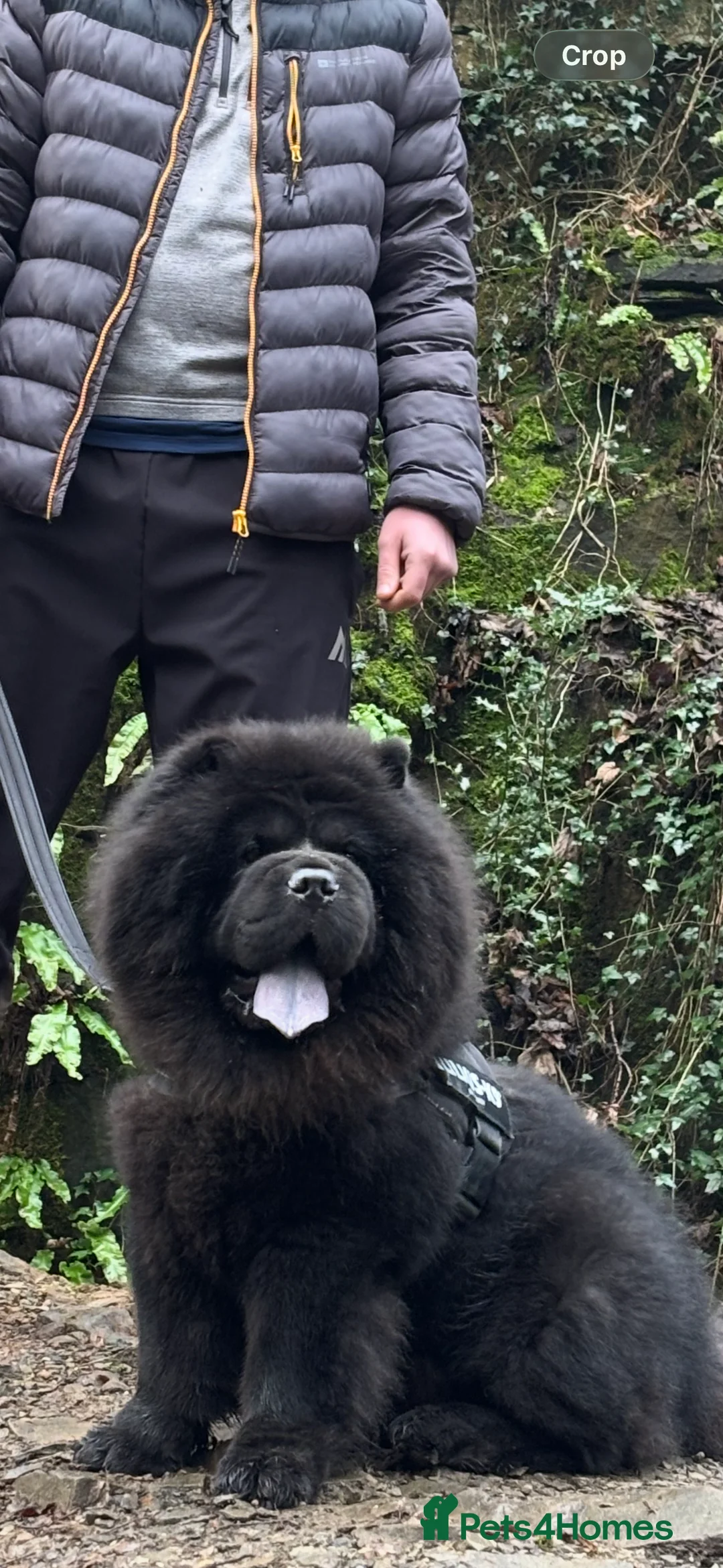 Chow Chow dogs for stud: Sully - Advert 2