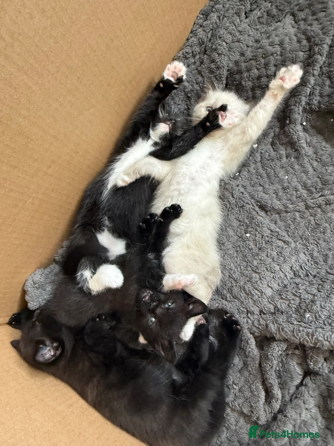 Mixed Breed cats for sale: 4 ragdoll/bombay kittens - Advert 14