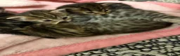 British Shorthair cats for sale: 5 tabby kittens 2 fluffy 3 short hair  - Advert 10