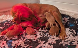 Labrador Retriever dogs for sale: Fab KC Fox Red Pups - 4* Higher Standard Breeder - Advert 9