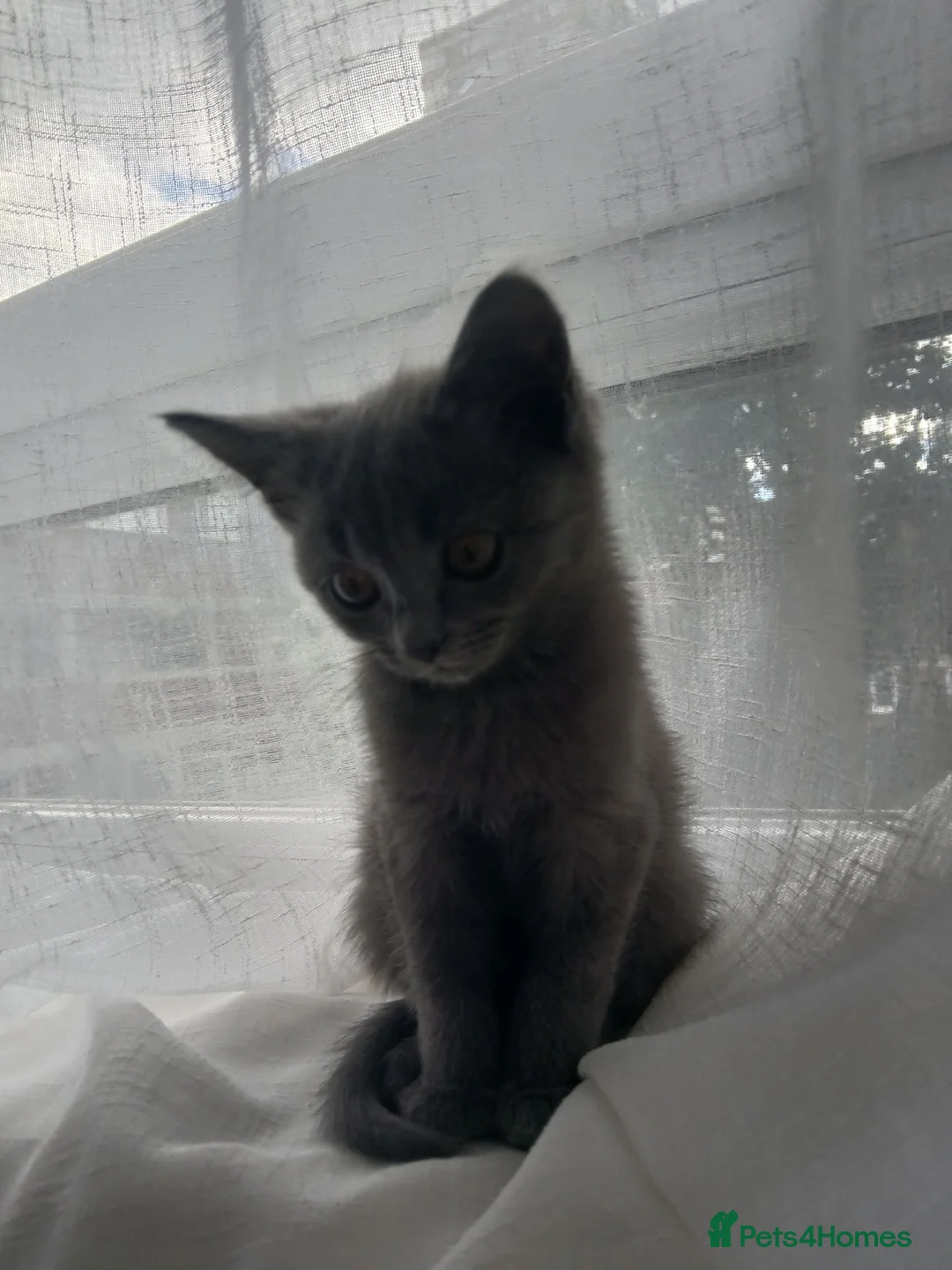 Russian Blue cats for sale: Beautiful kittens  - Advert 4