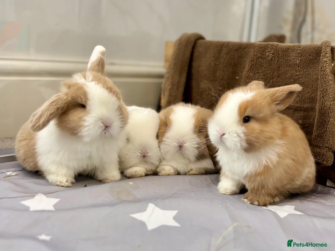 Mini Lop rabbits for sale: 2 Pure Mini Lops - Available 27th Feb - Advert 5