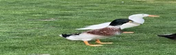 Ducks poultry for sale: Free 5 variety of walking ducks 🦆  - Advert 8
