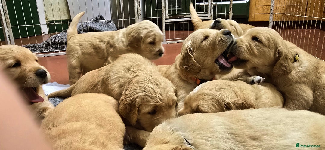 Golden Retriever dogs for sale: Fully health tested golden retriever puppys - Advert 4