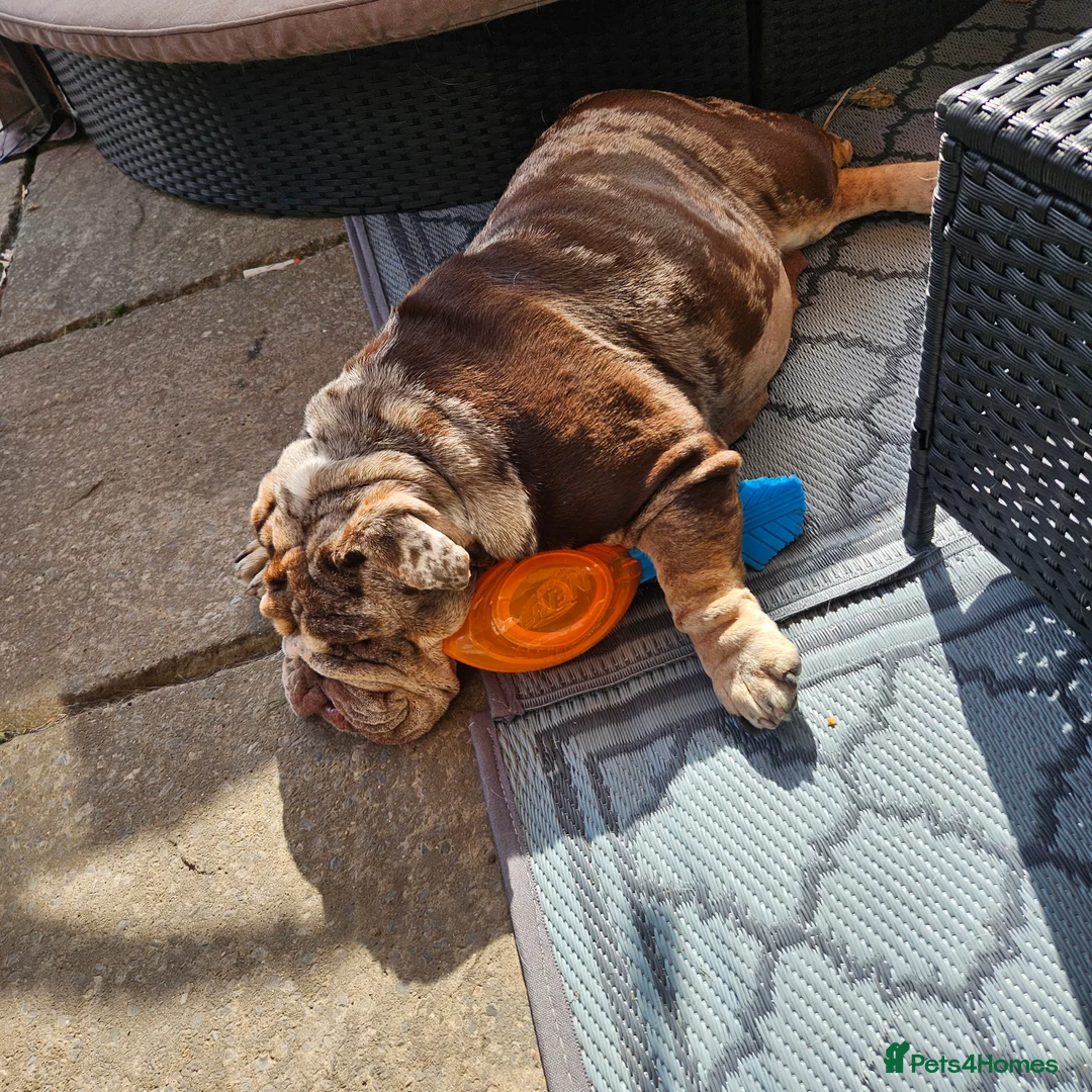 English Bulldog dogs for sale: Stunning Chocolate Merle Female English Bulldog - Advert 6