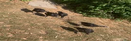 Turkeys poultry for sale: HB92 Bronze Turkey Poults, 6 Weeks Old  - Advert 4