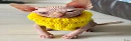 Sphynx cats for sale: Sphynx  in Southampton - Advert 7