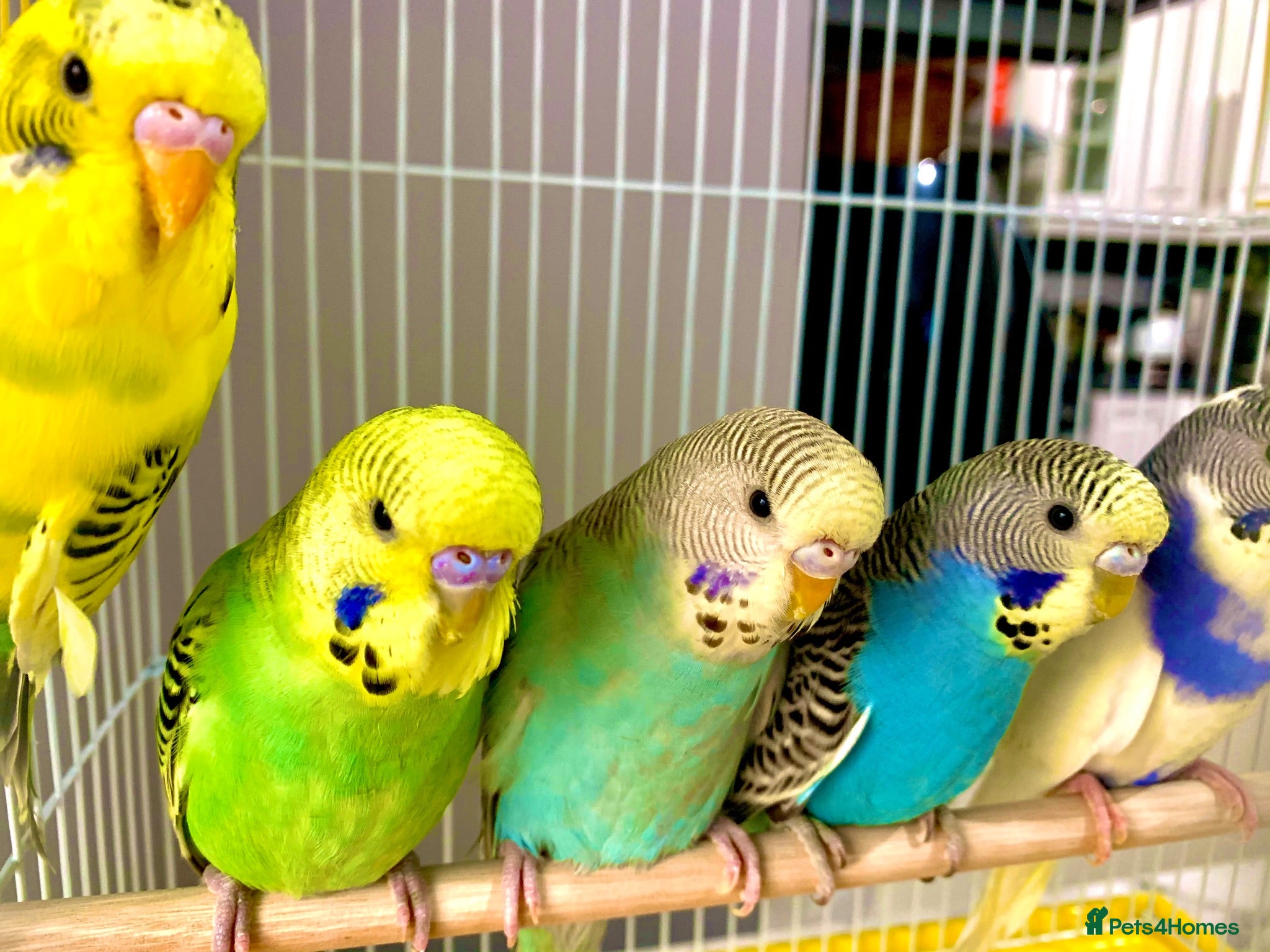 Budgerigars birds Beautiful Baby Budgies .& Cages Various. Mutations - Advert 1