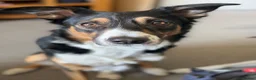 Border Collie dogs for stud: Border collie stud  - Advert 2