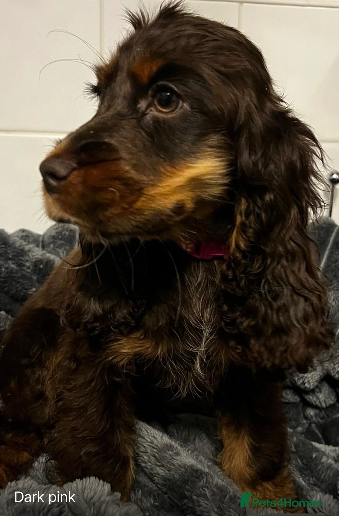 Cocker Spaniel dogs for sale: Chucky KC Cocker Spaniel Pup’s Ready Now - Advert 16