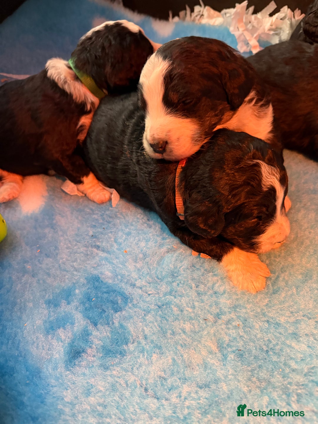 Bernedoodle dogs for sale: 💙Medium Sized Chunky Bernedoodles🩷 - Advert 11