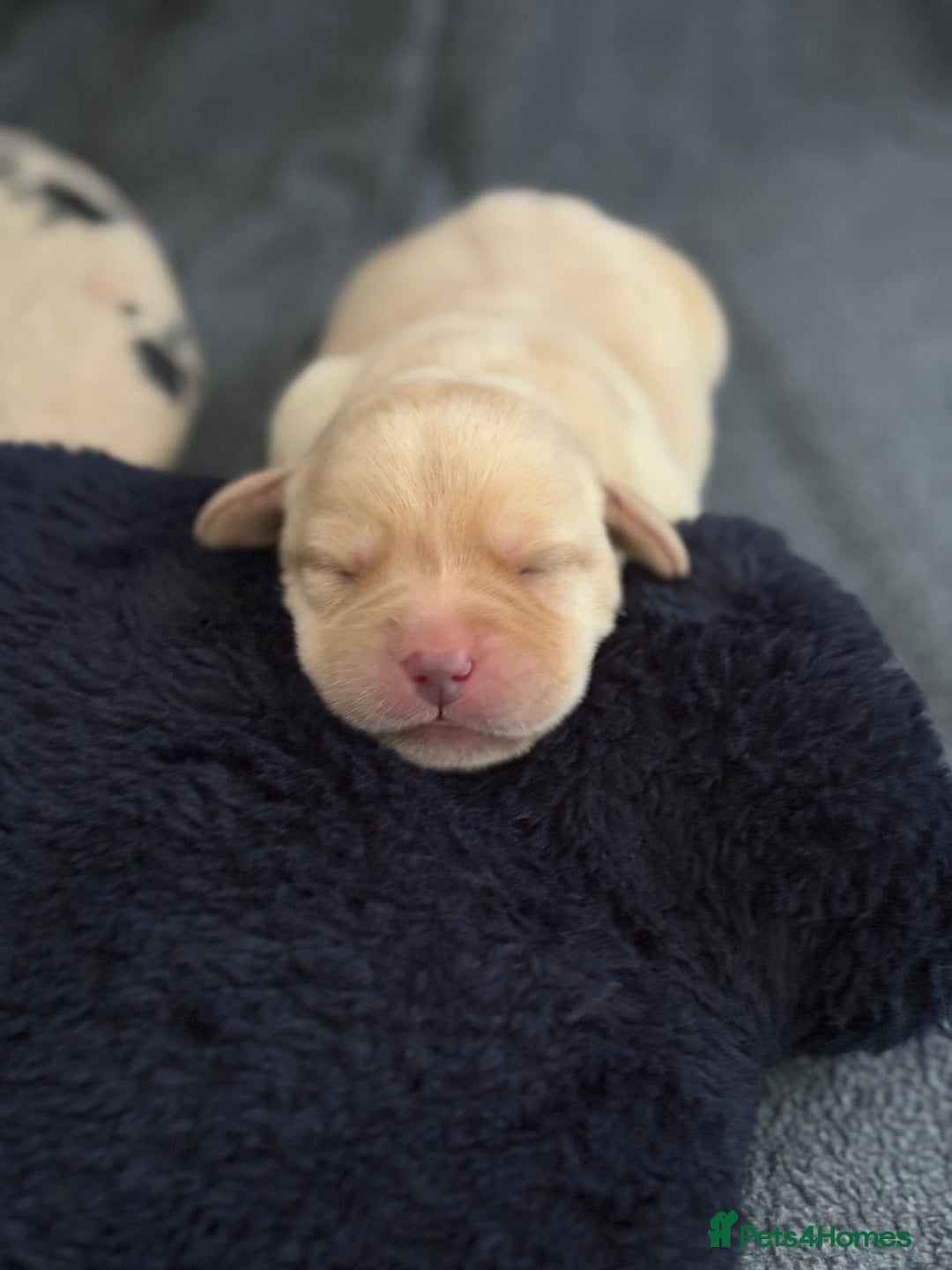 Labrador Retriever dogs for sale: Pedigree Labrador Retriever Puppies - Image 3