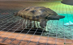 Tortoise reptiles for sale: Horsfield tortoise - Image 2