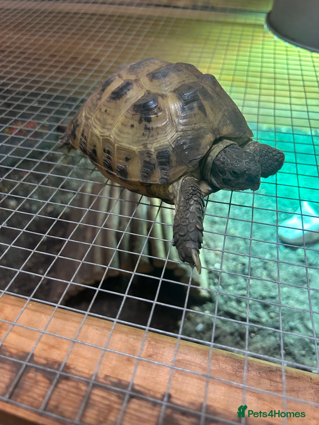 Tortoise reptiles for sale: Horsfield tortoise - Image 2