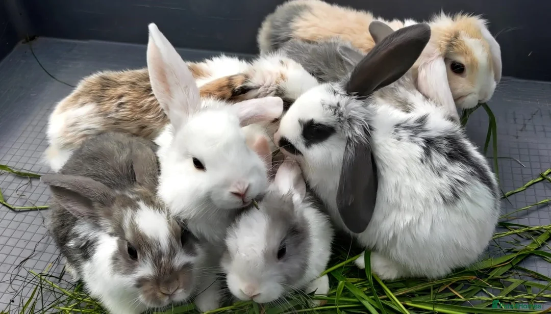 Mini Lop rabbits for sale: Cute French x Mini Lop Looking for Loving Homes! - Advert 1