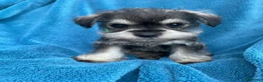 Miniature Schnauzer 6