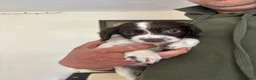 Sprocker dogs for sale: Sprocker Spaniel Puppies - Advert 4