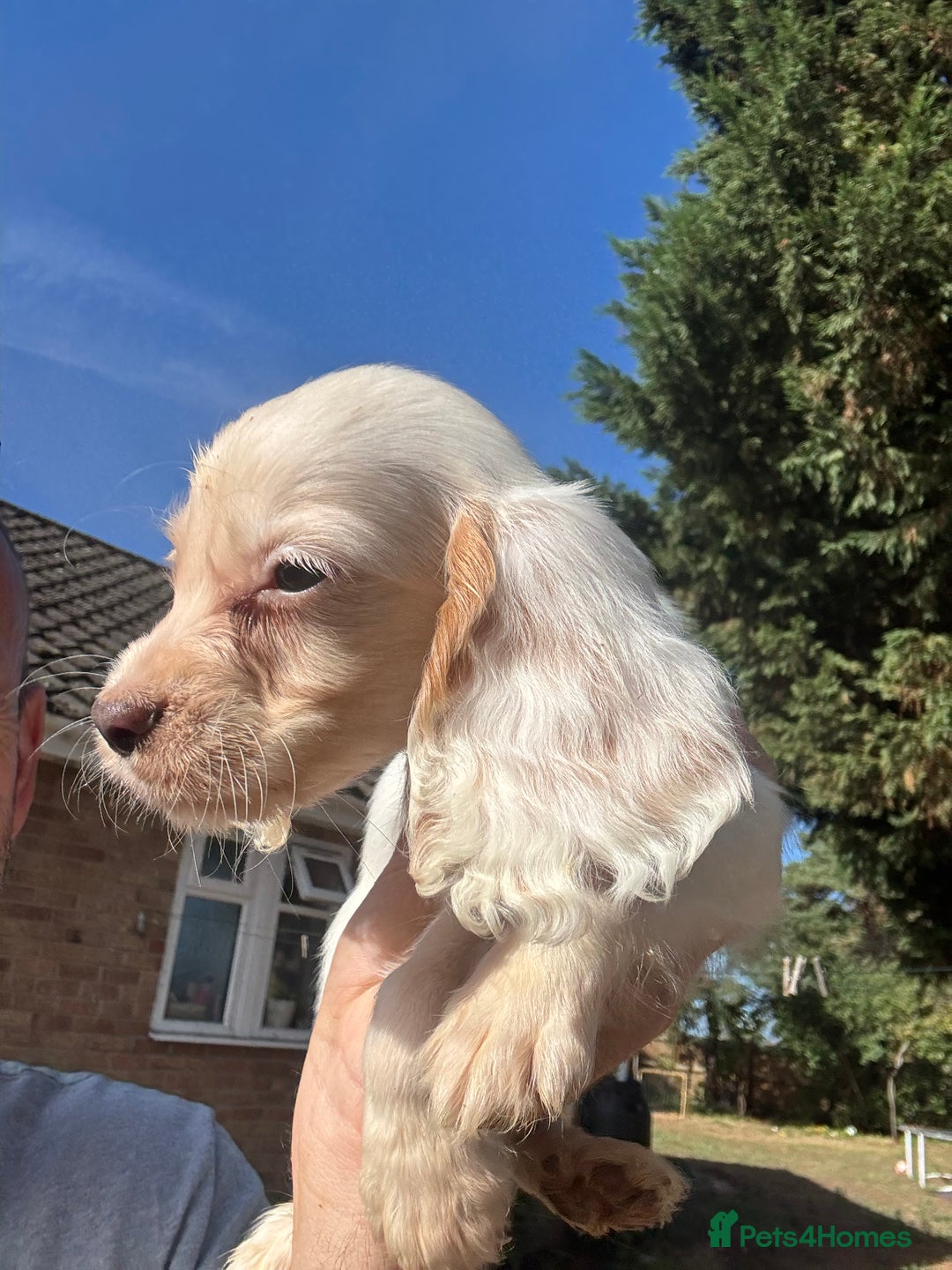 Cocker Spaniel dogs for sale: Cocker Spaniel Puppies (10 weeks - Ready to go) - Image 15