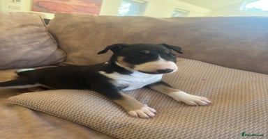 English Bull Terrier dogs - Advert 11