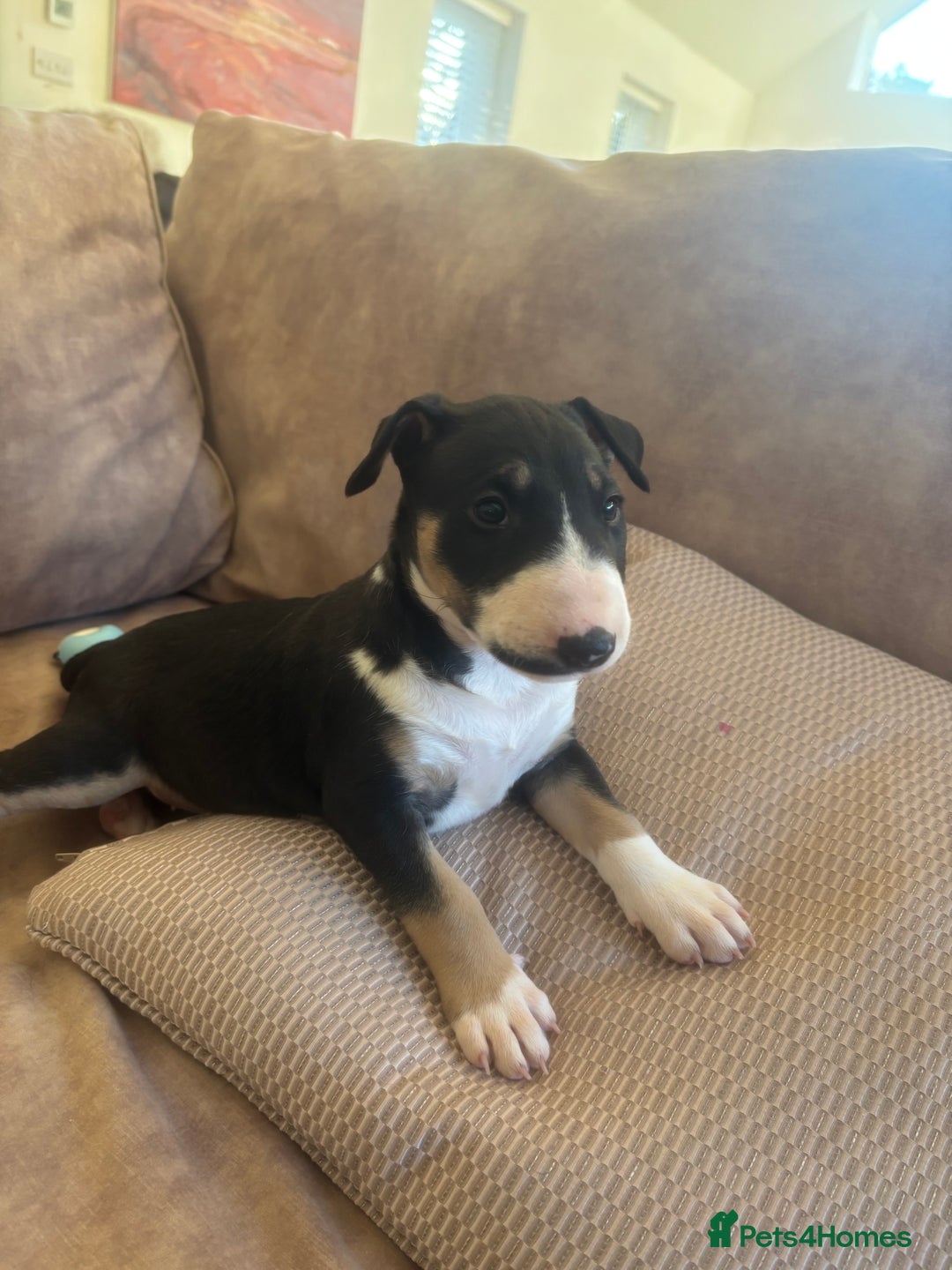 English Bull Terrier dogs for sale: Beautiful English bull terrier  - Advert 1