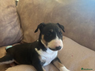 English Bull Terrier dogs Beautiful English bull terrier - Advert 3