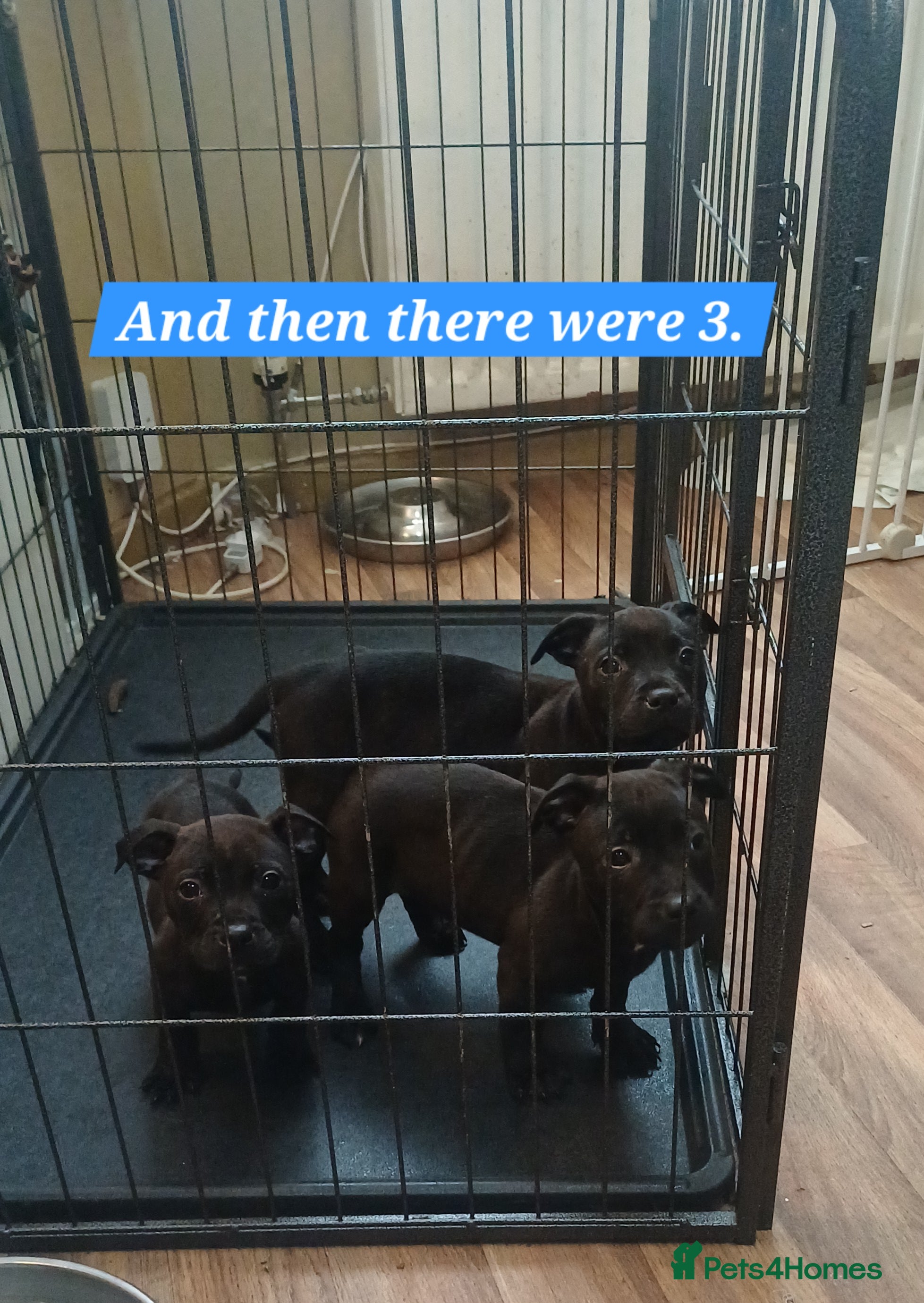 Mixed Breed dogs Staffordshire Bull Terrier, quarter Jack Russell. - Advert 5