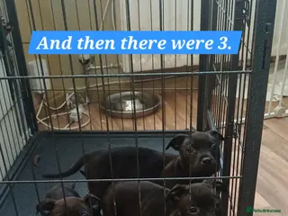 Mixed Breed dogs Staffordshire Bull Terrier, quarter Jack Russell. - Advert 5