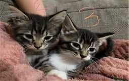 Mixed Breed cats for sale: 3 beautiful female kittens  - Image 19