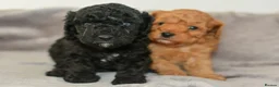 Toy Poodle dogs for sale: KC Reg Tiny Toy Poodle Puppies - Advert 4