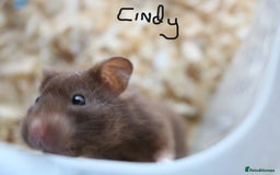 Hamster rodents for sale: Syrian Hamsters - various ages and cage - Image 7