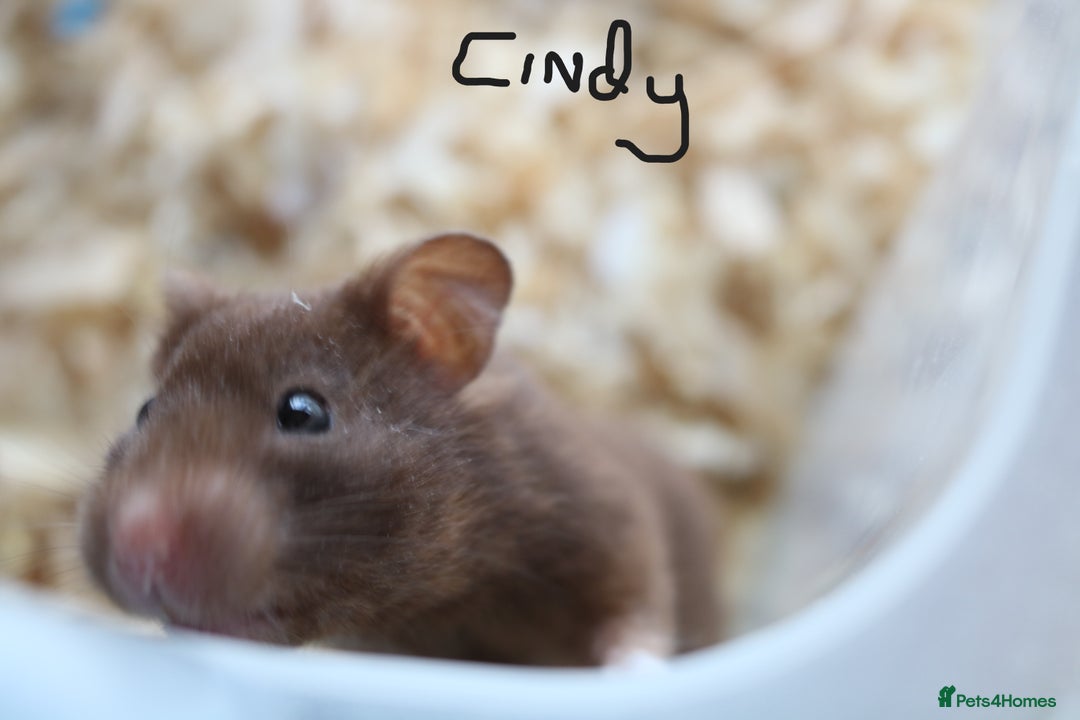 Hamster rodents for sale: Syrian Hamsters - various ages and cage - Image 7